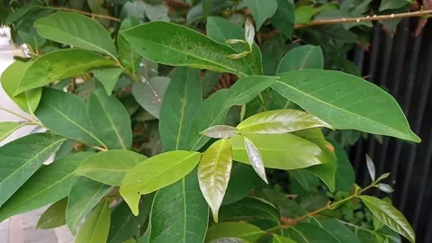 Bay leaves Stock Footage 281712830
