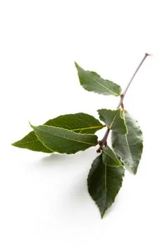 Bay leaves Stock Photos