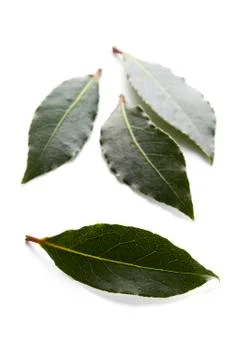 Bay leaves Stock Photos