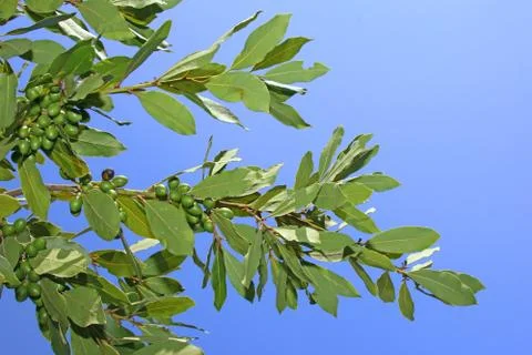 Bay leaves Stock Photos