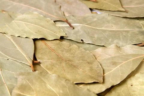 Bay leaves Stock Photos
