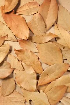Bay leaves Stock Photos