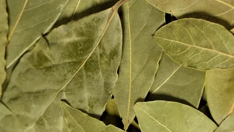 Bay leaves rotation background Video stock 169530957