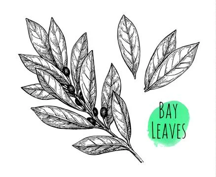 Bay leaves set. Stock Illustration