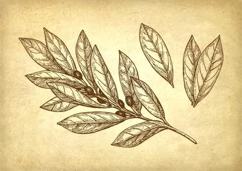 Bay leaves set. Stock Illustration