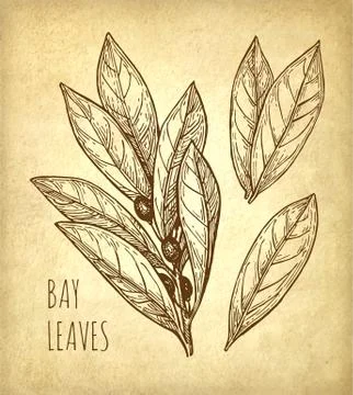 Bay leaves set. Stock Illustration