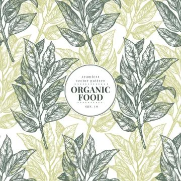 Bay leaves. Vector seamless pattern for design menu, packaging and recipes. Hand Stock Illustration