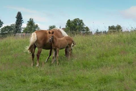 Bay mare with colt Stock Photos