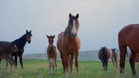 A bay mare with a foal looks into the camera, and then runs away with the herd Video stock 243886583