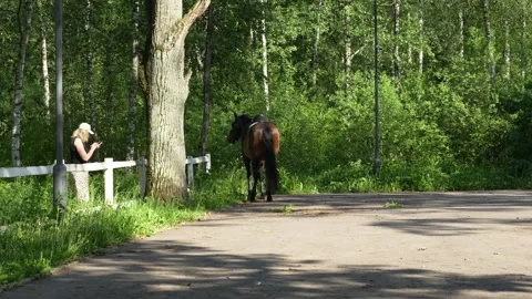 A bay mare in a park. Video stock 313043327