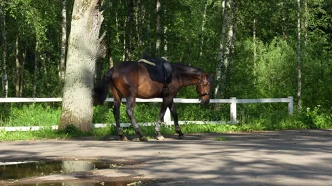 A bay mare in a park. Video stock 313043353