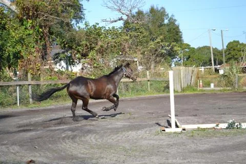 Bay Mare Running Fotos de archivo