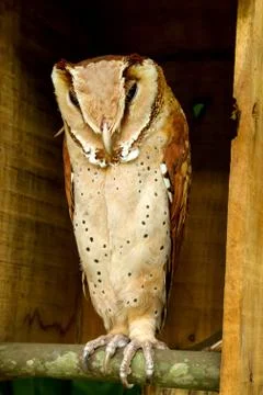 Bay owl Stock Photos