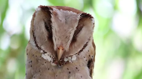 Bay owl sleeping close up Stockbeeldmateriaal 56301205