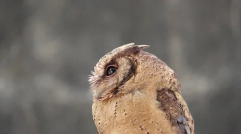 Bay owl turning head Stockbeeldmateriaal 56536328