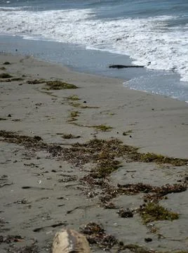 Bay pollution. Algae on sand beach atlantic ocean Stock Photos