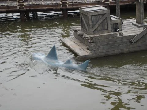 Bay Shark Stock Photos