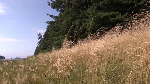 Bay side grass blowing Stock Footage 27732097