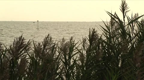 Bay Through Bushes Stock Footage 8736103