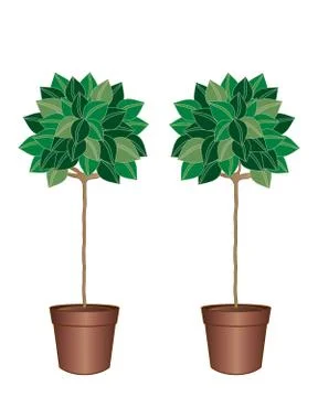 Bay tree Stock Illustration