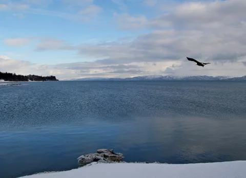 Bay view with eagle in winter Stock Photos