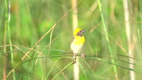 Bay weaver perched in a plant Stock Footage 254879369