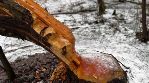 The bay willow toppled down by beavers with teeth marks on wood in 4K Stock Footage 231684805