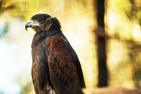 The bay-winged hawk or dusky hawk. Foto stock