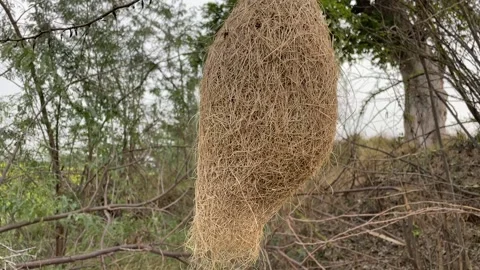 Baya bird nest hanging on the tree in forest Stock Footage 171747047