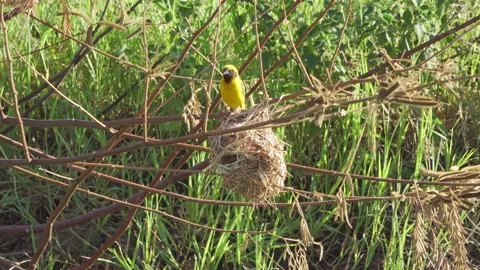 Baya Thief Vídeos de archivo 170821572