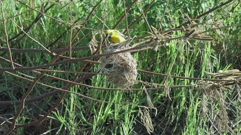 Baya Weaver Bird Vídeos de archivo 196903751