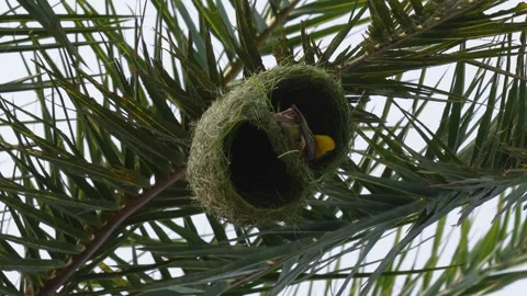 Baya weaver bird Stock Footage 344282231