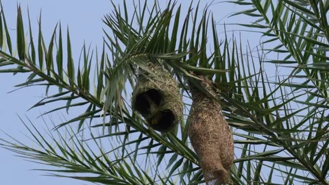 Baya weaver bird Video stock 346180584