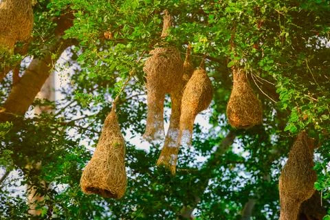 Baya weaver bird nest made of hay, hanging on tree Stock Photos