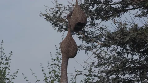 Baya weaver bird nests Stock Footage 163186602