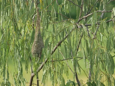 Baya weaver build nest Stock Footage 76913355