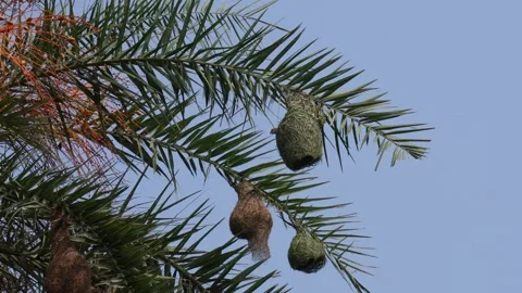 Baya weaver Stock Footage 346180577