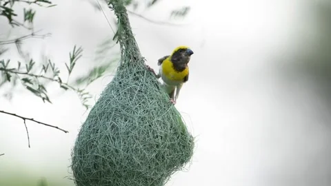 Baya weaver male weaving complex nest entrance with grass in close. Stock Footage 317596218