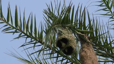 Baya weaver nest Stock Footage 346180613