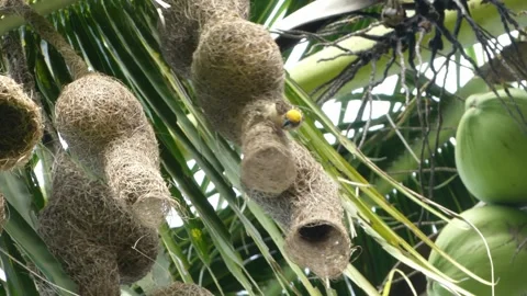 Baya weaver or Ploceus philippinus bird going in and out of its hanging nest. Stock Footage 155773483