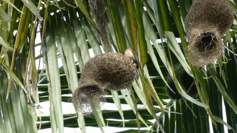 Baya weaver or Ploceus philippinus bird going in and out of its hanging nest. Video stock 155773490