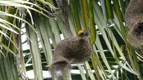 Baya weaver or Ploceus philippinus bird going in and out of its hanging nest. Stock Footage 155773502