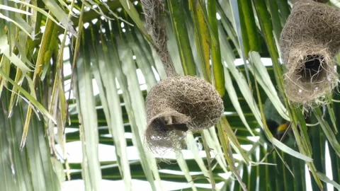 Baya weaver or Ploceus philippinus bird going in and out of its hanging nest. Stock Footage 155773518