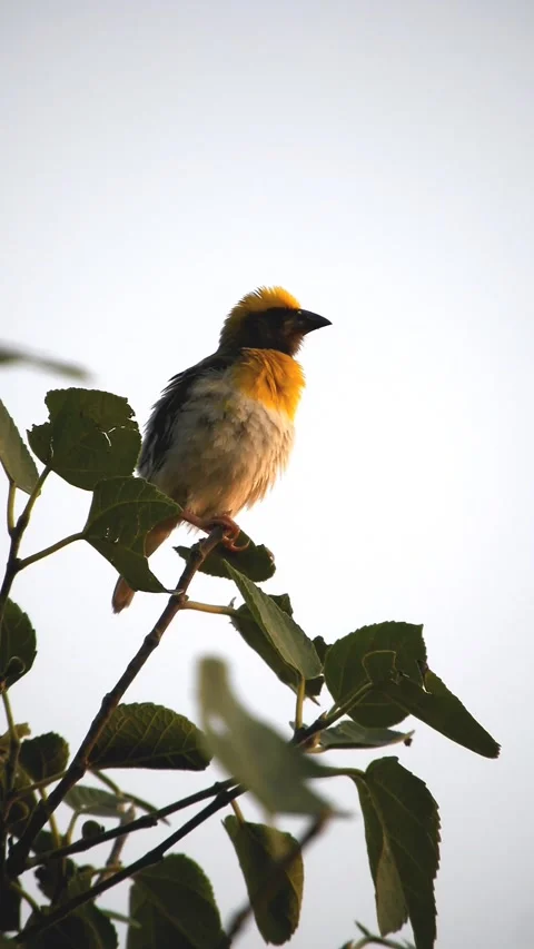 Baya Weaver Or Ploceus Philippinus - 4k Vertical Footage Video stock 338291102