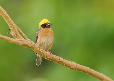 Baya Weaver perched on a tree defending its nest Stock Photos