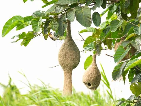 Baya weaver Stock Photos