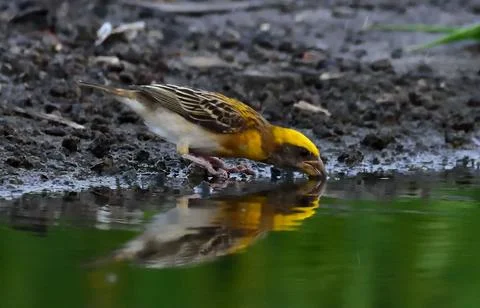 Baya weaver Stock Photos