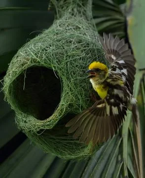 Baya weaver Stock Photos