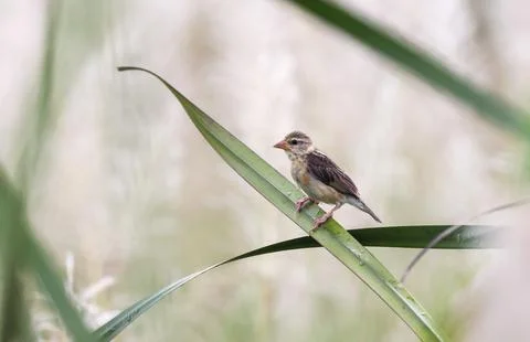 Baya weaver. Stock Photos