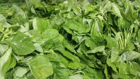 Bayamhijau Video stock 149804200